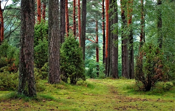 Ścieżka pośrodku lasu.